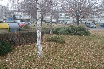 Obavijest o sakupljanju božićnih drvaca (3)