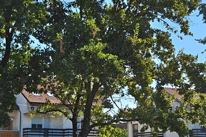 Projekt GreenSoil+ Kružno gospodarenje biootpadom, proizvodnja tehnosola i prirodna rješenja za prilagodbu klimatskim promjenama (1)